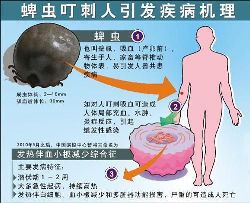 军医：蜱虫叮咬传染率极低 无须过分紧张 正确防治