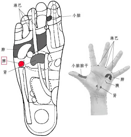 人体手足对应的保健反射区