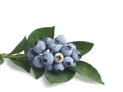 女性常食蓝莓有助美白抗衰