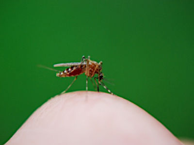 专家解读儿童应使用哪种驱蚊花露水