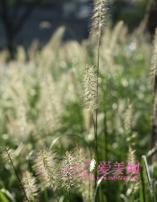 夏季防蚊止痒 它们比花露水更有效