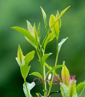 上火易致口腔溃疡 茶饮+按摩内调可解决