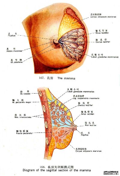 认清乳腺癌的五大局部征象