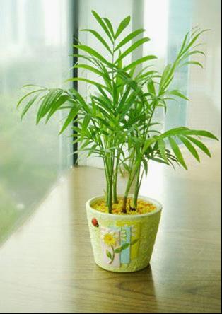 室内摆哪些植物可镇静止痛