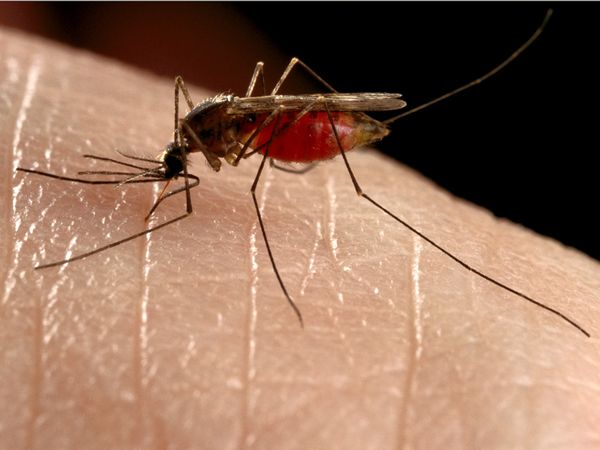 皮肤表面细菌少更招蚊子