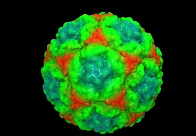科学家模拟感冒病毒3D结构 或有助研发新型药物