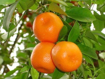 金秋时节橘子正当时 吃橘子需要牢记6大禁忌