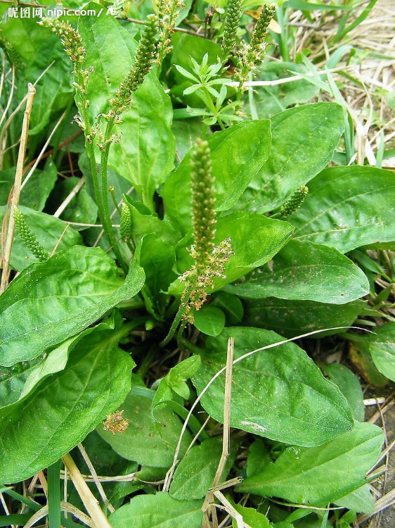 行肝疏肾车前草 每日代茶饮可将血压降至正常