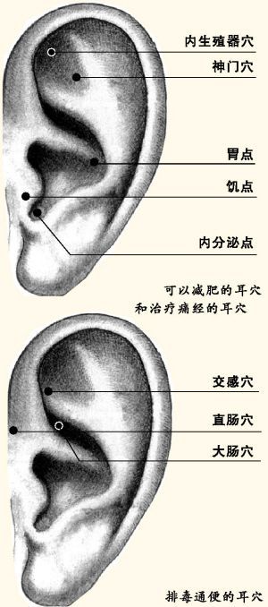 肥胖与脾胃失调有关 食欲亢进者可点按饥点穴