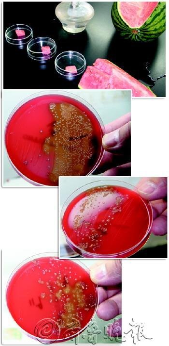 隔夜西瓜究竟能不能吃？表面无损实则被细菌占领